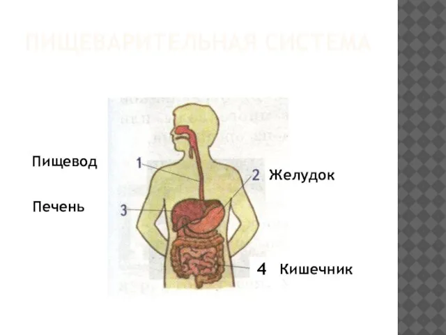 Пищеварительная система 4 Пищевод Желудок Печень Кишечник