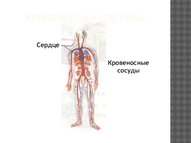 Кровеносная система Сердце Кровеносные сосуды