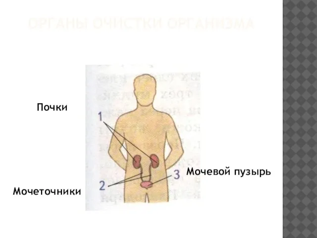 Органы очистки организма Почки Мочеточники Мочевой пузырь