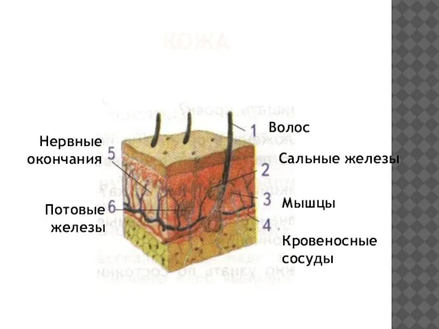 кожа Волос Сальные железы Мышцы Кровеносные сосуды Нервные окончания Потовые железы