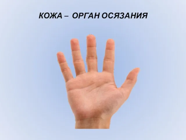 КОЖА – ОРГАН ОСЯЗАНИЯ