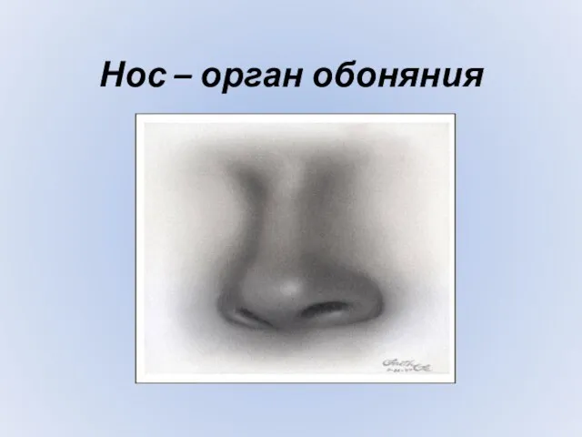 Нос – орган обоняния