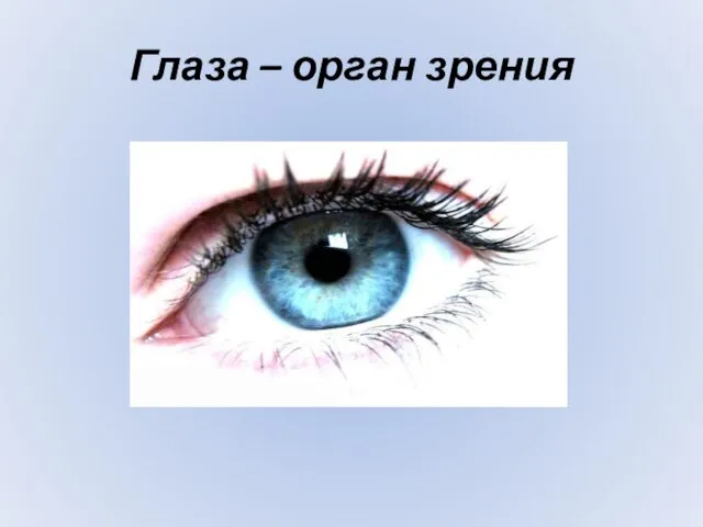Глаза – орган зрения