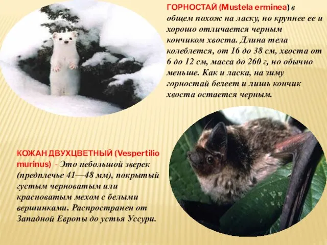 ГОРНОСТАЙ (Mustela erminea) в общем похож на ласку, но крупнее ее и