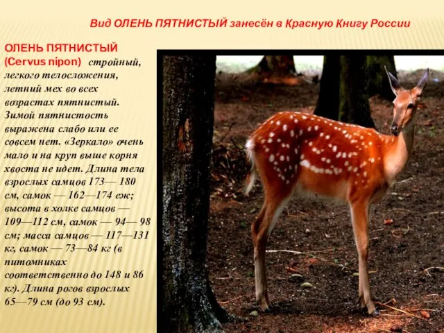 ОЛЕНЬ ПЯТНИСТЫЙ (Cervus nipon) стройный, легкого телосложения, летний мех во всех возрастах