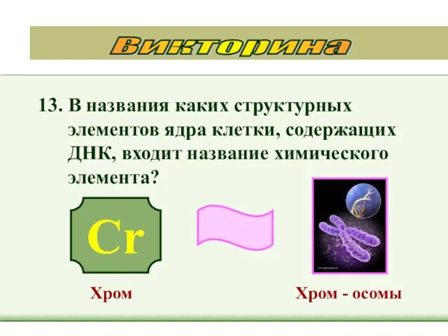 13. В названия каких структурных элементов ядра клетки, содержащих ДНК, входит название