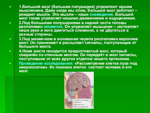 1.Большой мозг (большие полушария) управляют нашим мышлением. Даже когда мы спим, большой