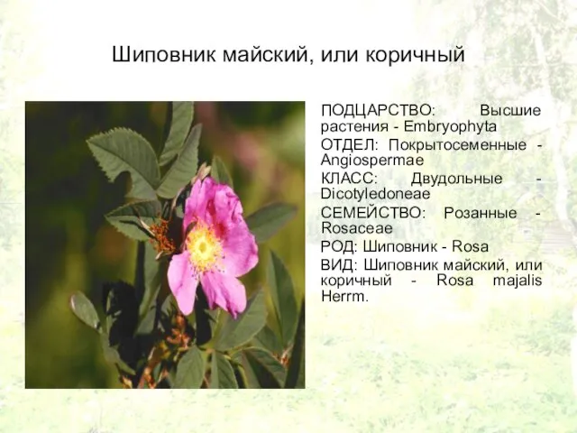 Шиповник майский, или коричный ПОДЦАРСТВО: Высшие растения - Embryophyta ОТДЕЛ: Покрытосеменные -