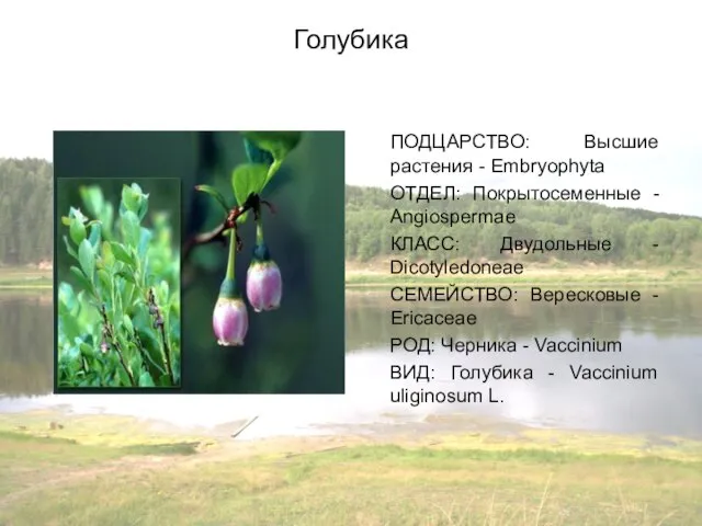 Голубика ПОДЦАРСТВО: Высшие растения - Embryophyta ОТДЕЛ: Покрытосеменные - Angiospermae КЛАСС: Двудольные