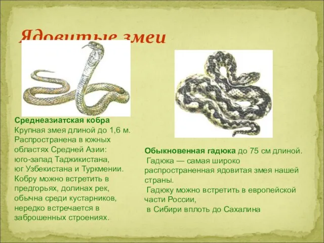 Ядовитые змеи Среднеазиатская кобра Крупная змея длиной до 1,6 м. Распространена в