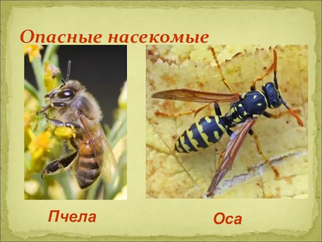 Опасные насекомые Пчела Оса