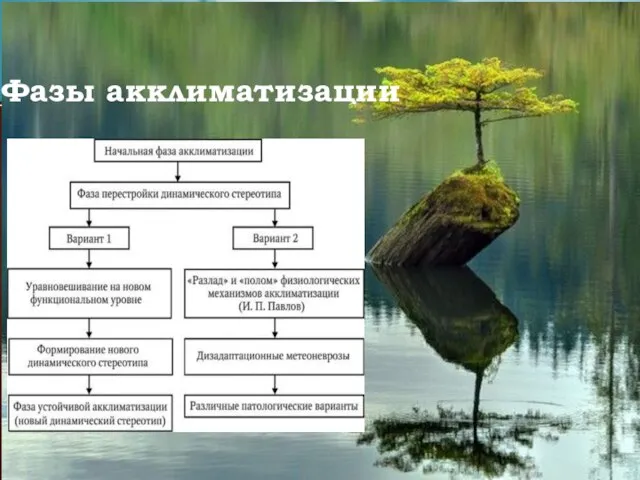 Фазы акклиматизации