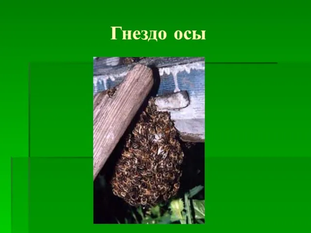 Гнездо осы