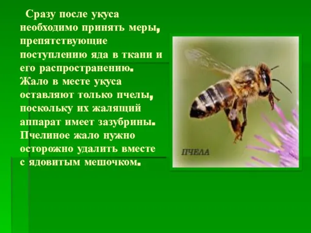 Сразу после укуса необходимо принять меры, препятствующие поступлению яда в ткани и