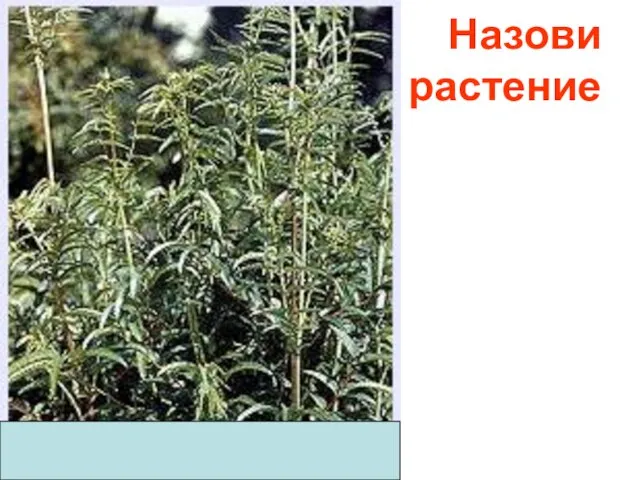 Назови растение