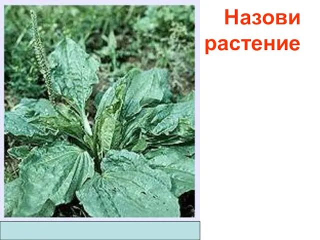 Назови растение