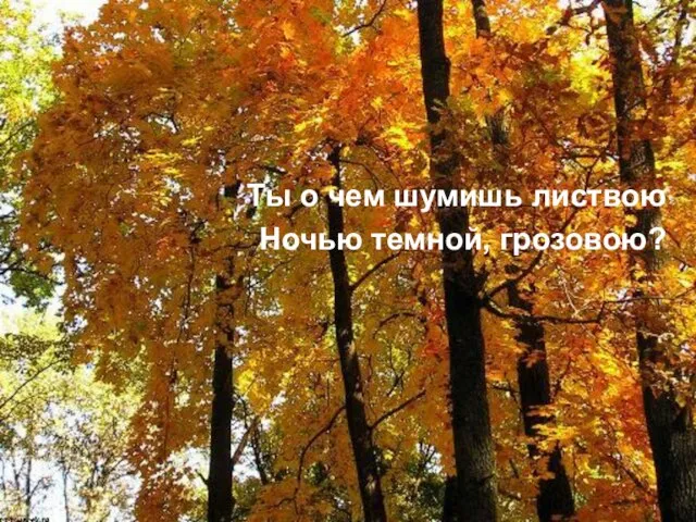 Ты о чем шумишь листвою Ночью темной, грозовою?