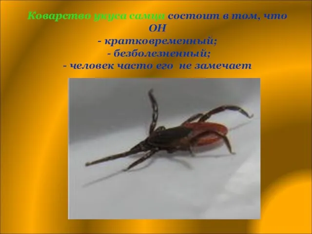 Коварство укуса самца состоит в том, что ОН - кратковременный; - безболезненный;