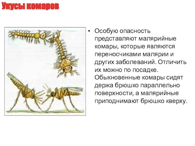 Особую опасность представляют малярийные комары, которые являются переносчиками малярии и других заболеваний.