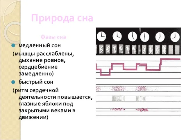 Природа сна Фазы сна медленный сон (мышцы расслаблены, дыхание ровное, сердцебиение замедленно)