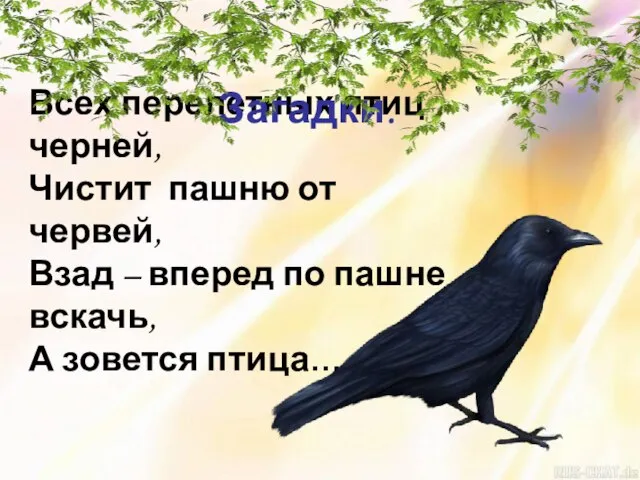 Всех перелетных птиц черней, Чистит пашню от червей, Взад – вперед по