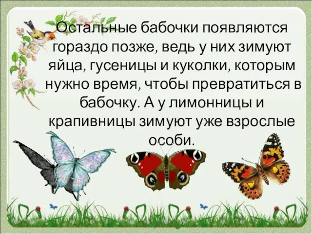 Остальные бабочки появляются гораздо позже, ведь у них зимуют яйца, гусеницы и