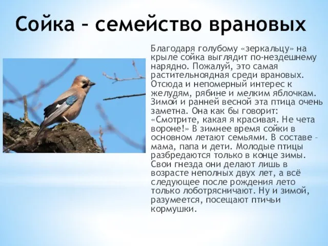 Благодаря голубому «зеркальцу» на крыле сойка выглядит по-нездешнему нарядно. Пожалуй, это самая