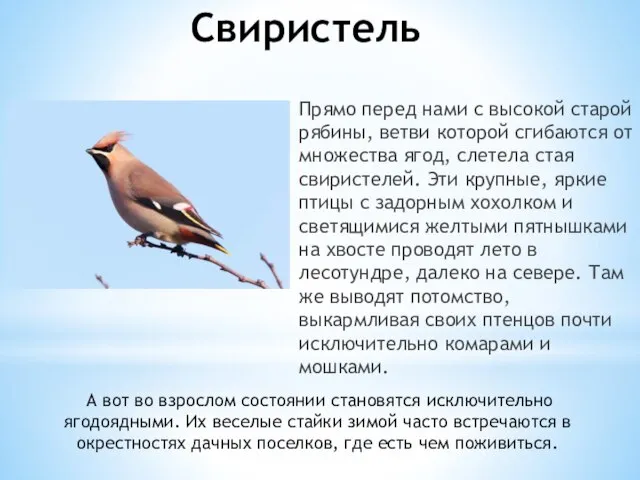 Свиристель Прямо перед нами с высокой старой рябины, ветви которой сгибаются от