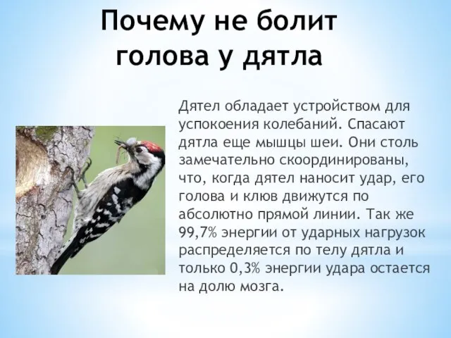 Почему не болит голова у дятла Дятел обладает устройством для успокоения колебаний.