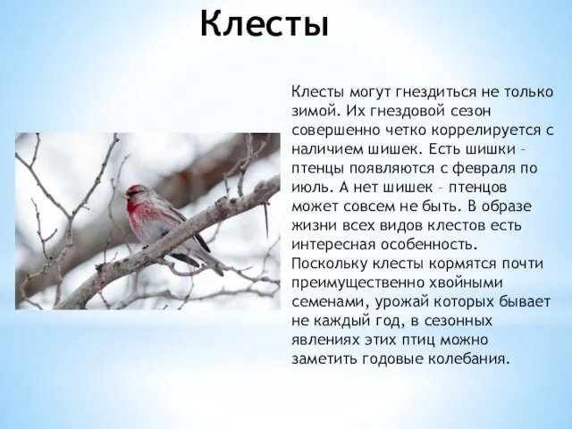 Клесты Клесты могут гнездиться не только зимой. Их гнездовой сезон совершенно четко