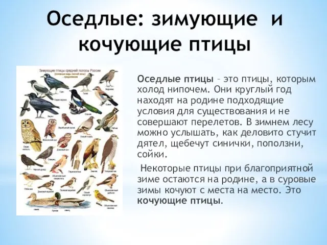 Оседлые: зимующие и кочующие птицы Оседлые птицы – это птицы, которым холод