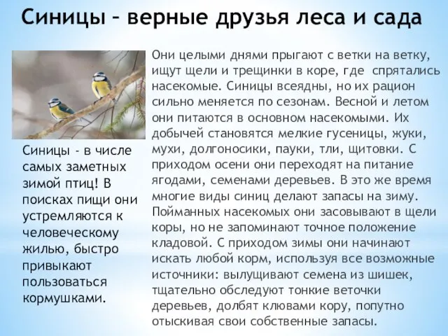 Синицы – верные друзья леса и сада Они целыми днями прыгают с