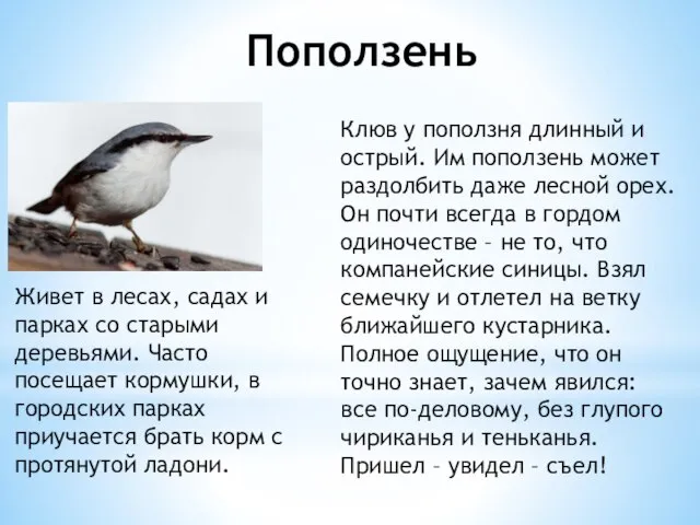 Поползень Клюв у поползня длинный и острый. Им поползень может раздолбить даже