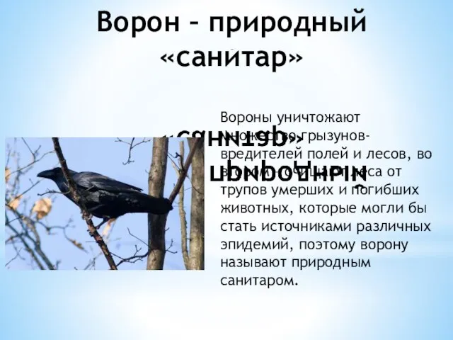 Ворон – природный «санитар» Вороны уничтожают множество грызунов-вредителей полей и лесов, во