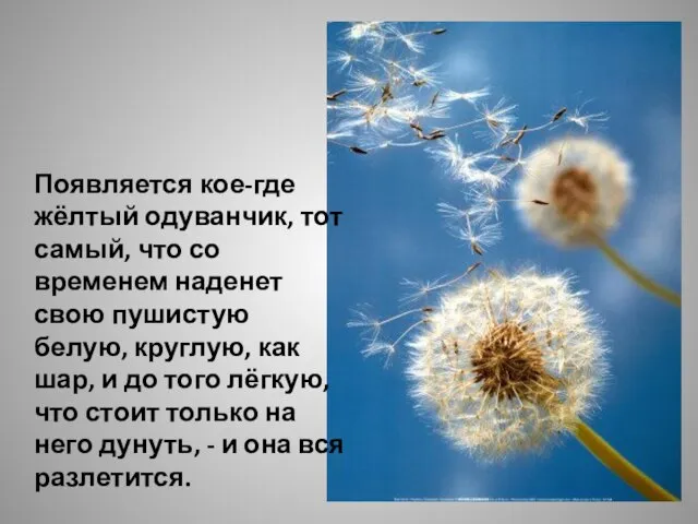 Появляется кое-где жёлтый одуванчик, тот самый, что со временем наденет свою пушистую