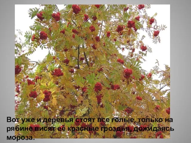 Вот уже и деревья стоят все голые, только на рябине висят её красные гроздья, дожидаясь мороза.