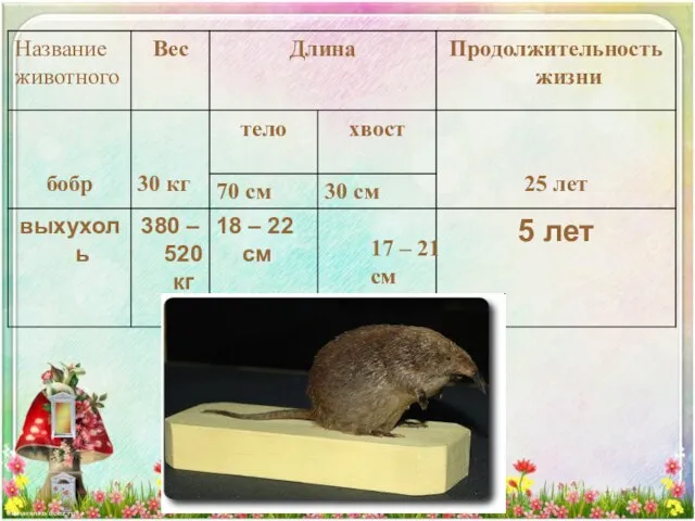 17 – 21 см