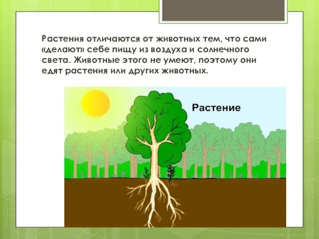 Растения отличаются от животных тем, что сами «делают» себе пищу из воздуха