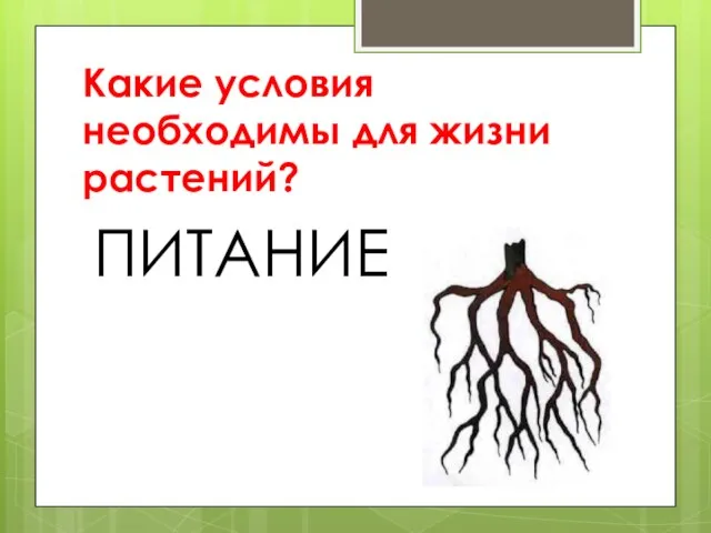 Какие условия необходимы для жизни растений? ПИТАНИЕ