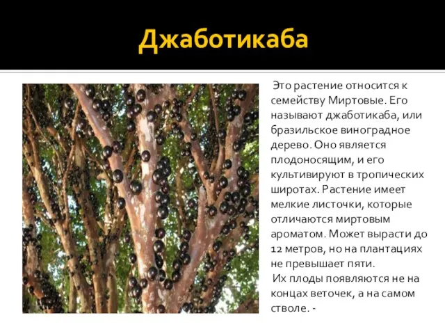 Джаботикаба Это растение относится к семейству Миртовые. Его называют джаботикаба, или бразильское