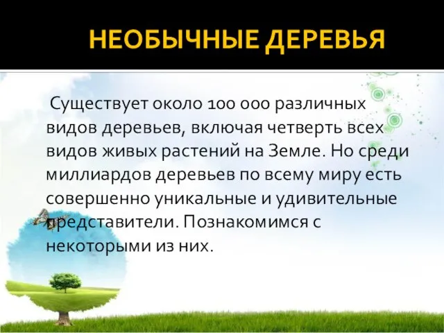 НЕОБЫЧНЫЕ ДЕРЕВЬЯ Существует около 100 000 различных видов деревьев, включая четверть всех