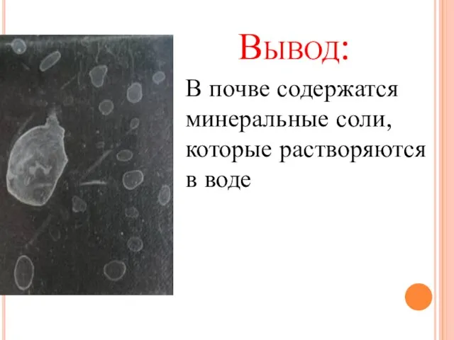 Вывод: В почве содержатся минеральные соли, которые растворяются в воде