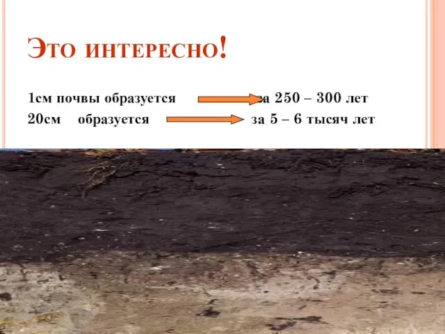 Это интересно! 1см почвы образуется за 250 – 300 лет 20см образуется