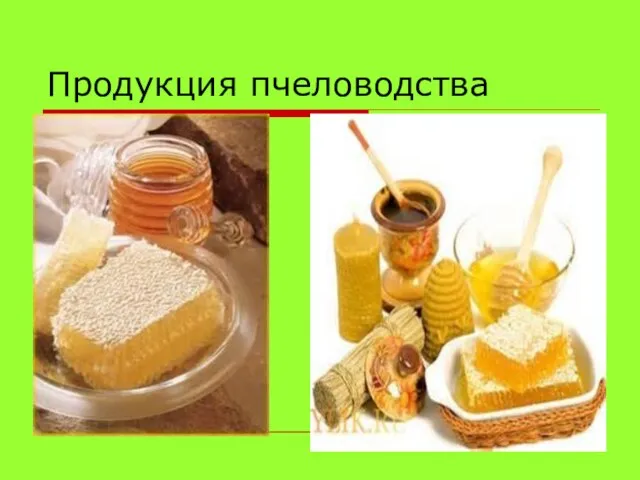 Продукция пчеловодства