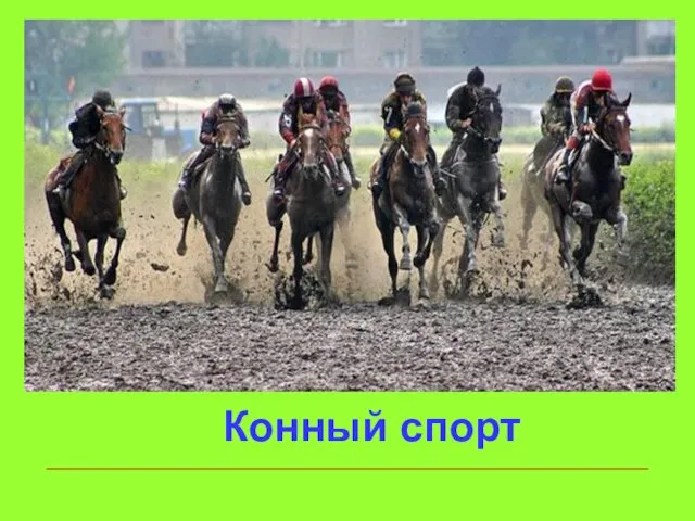 Конный спорт