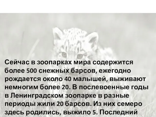 Сейчас в зоопарках мира содержится более 500 снежных барсов, ежегодно рождается около