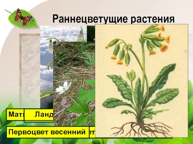 Раннецветущие растения Мать-и-мачеха Подснежник Медуница Ландыш Ветреница дубравная Первоцвет весенний