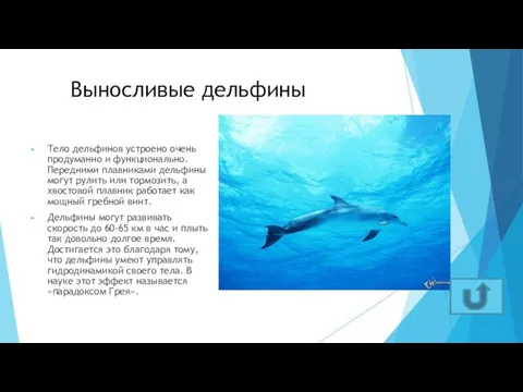 Выносливые дельфины Тело дельфинов устроено очень продуманно и функционально. Передними плавниками дельфины