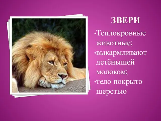 звери Теплокровные животные; выкармливают детёнышей молоком; тело покрыто шерстью