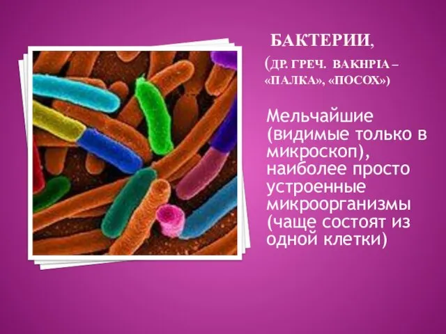 бактерии, (др. греч. Bakhpia – «палка», «посох») Мельчайшие (видимые только в микроскоп),